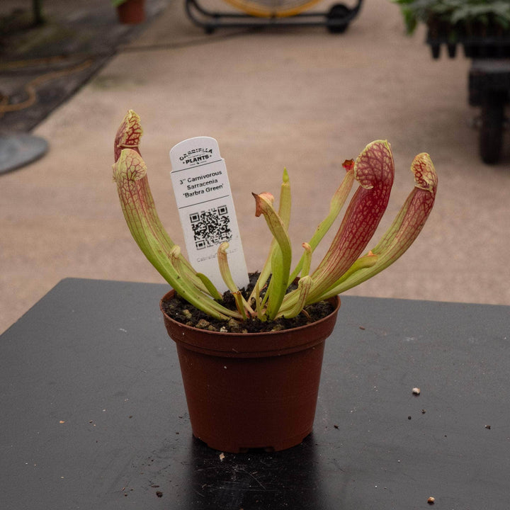Gabriella Plants Carnivorous 3" Carnivorous Sarracenia 'Barbra Green'