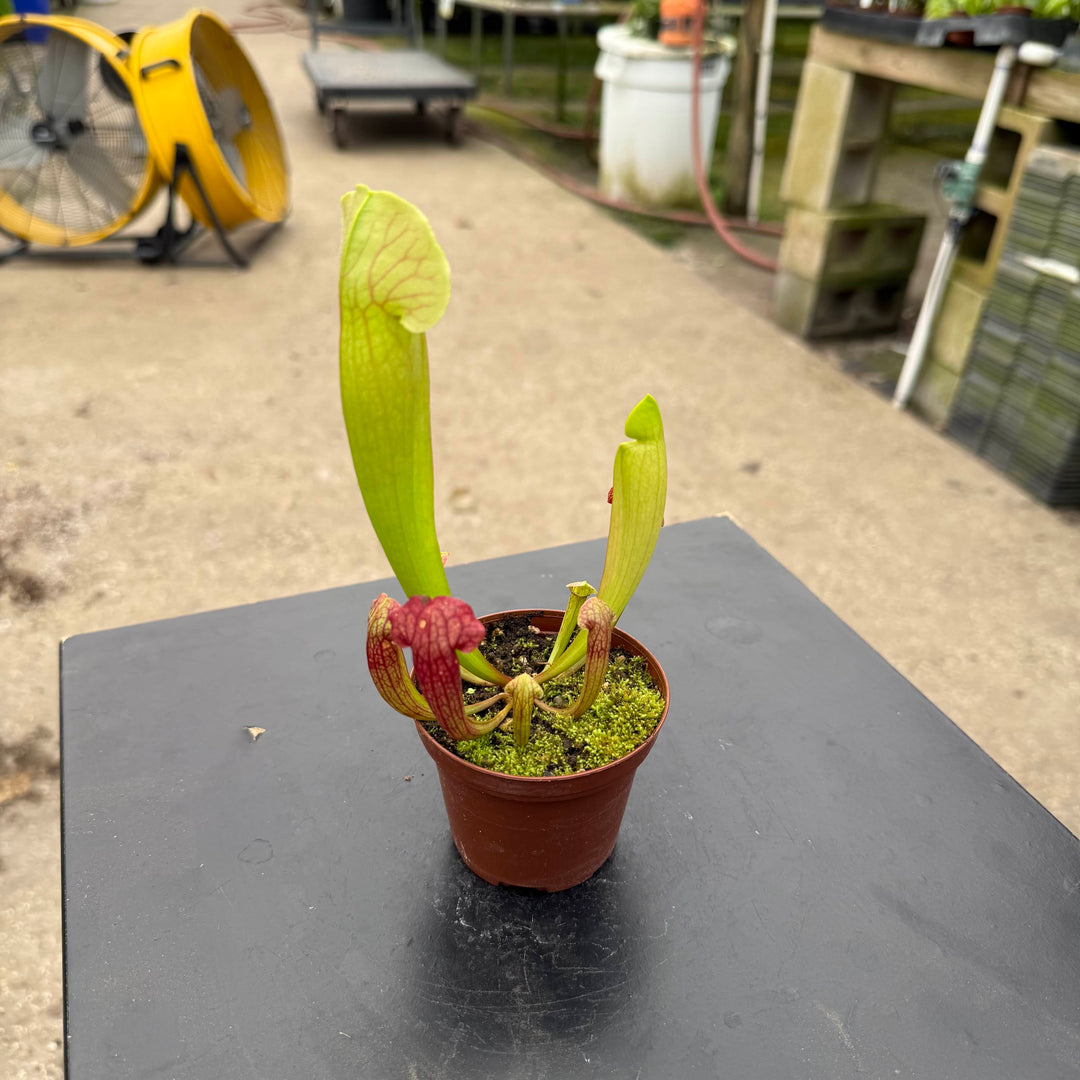 Gabriella Plants Carnivorous 3" Carnivorous Sarracenia 'Barbra Green'