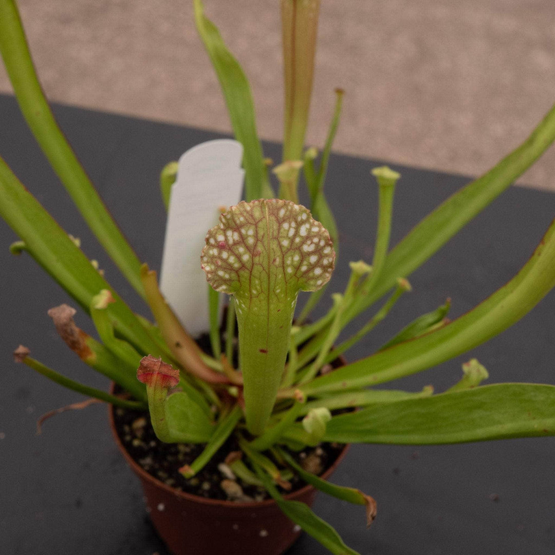 Gabriella Plants Carnivorous 3" Carnivorous Sarracenia farnhamii hybrid