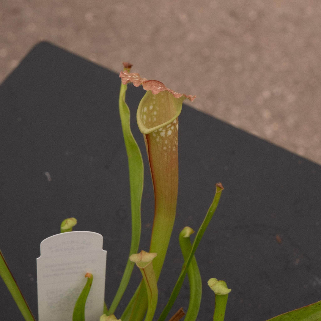 Gabriella Plants Carnivorous 3" Carnivorous Sarracenia farnhamii hybrid