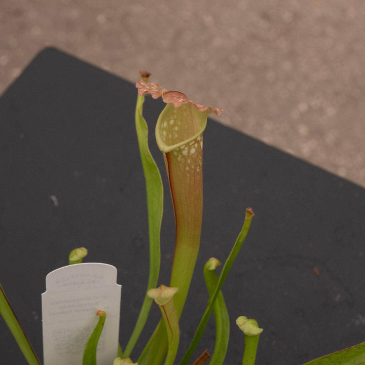 Gabriella Plants Carnivorous 3" Carnivorous Sarracenia farnhamii hybrid