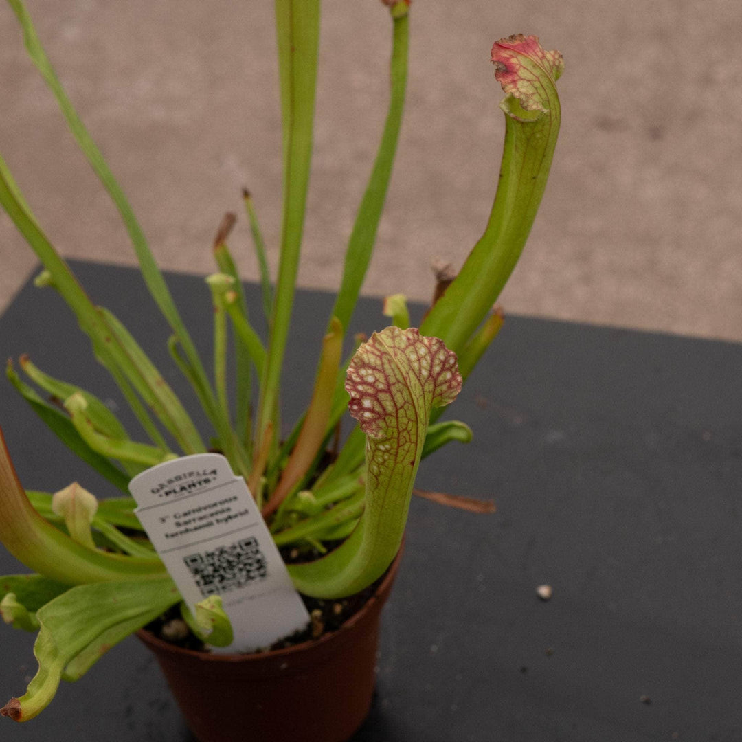 Gabriella Plants Carnivorous 3" Carnivorous Sarracenia farnhamii hybrid