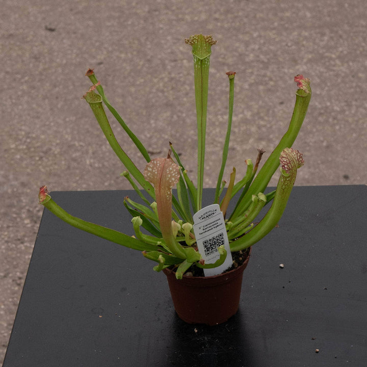 Gabriella Plants Carnivorous 3" Carnivorous Sarracenia farnhamii hybrid