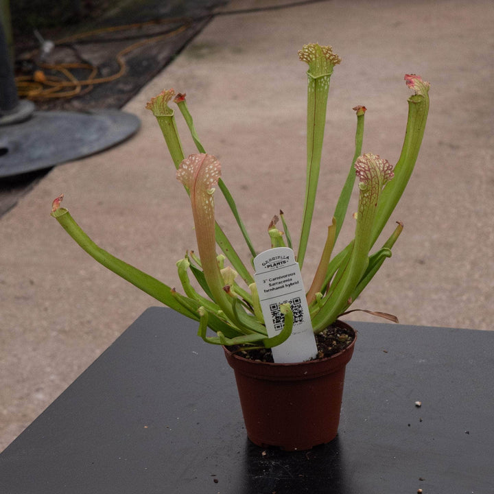 Gabriella Plants Carnivorous 3" Carnivorous Sarracenia farnhamii hybrid