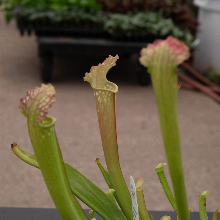 Gabriella Plants Carnivorous 3" Carnivorous Sarracenia farnhamii hybrid
