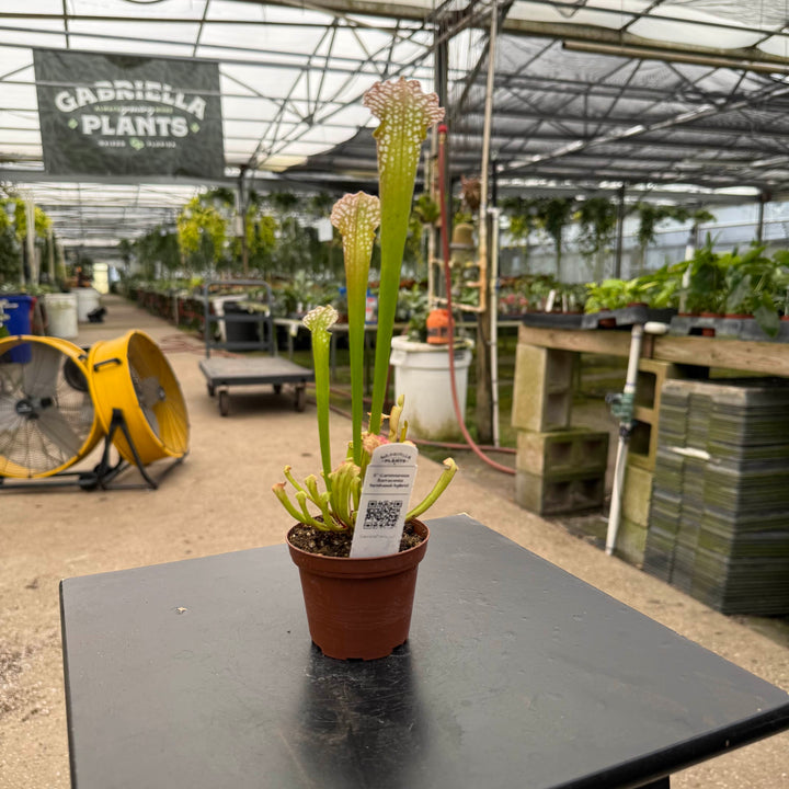 Gabriella Plants Carnivorous 3" Carnivorous Sarracenia farnhamii hybrid