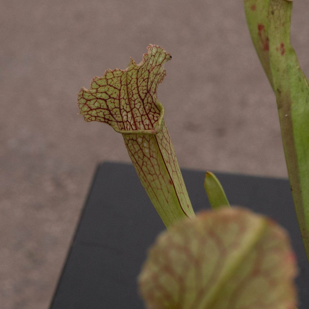 Gabriella Plants Carnivorous 3" Carnivorous Sarracenia 'Velvet'
