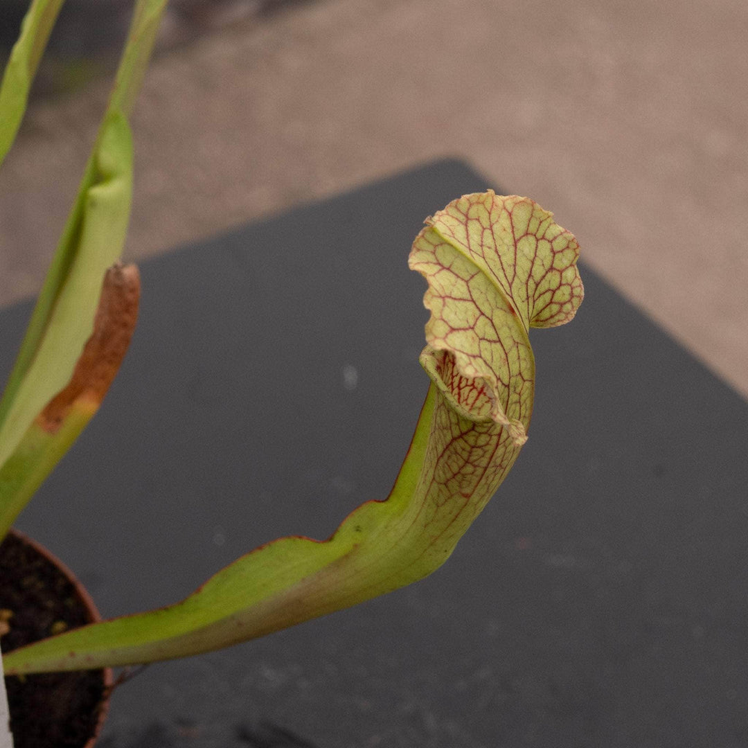 Gabriella Plants Carnivorous 3" Carnivorous Sarracenia 'Velvet'