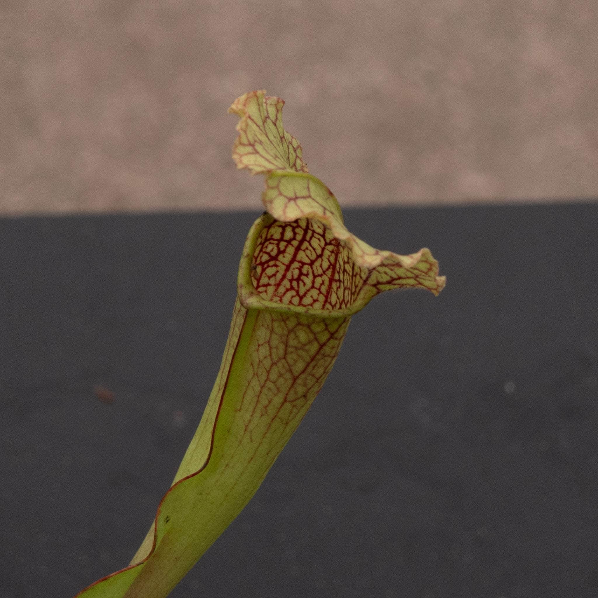 食虫植物 サラセニア 紅兜 サラセニア Sarracenia 食虫植物 PLANCHU 紅 