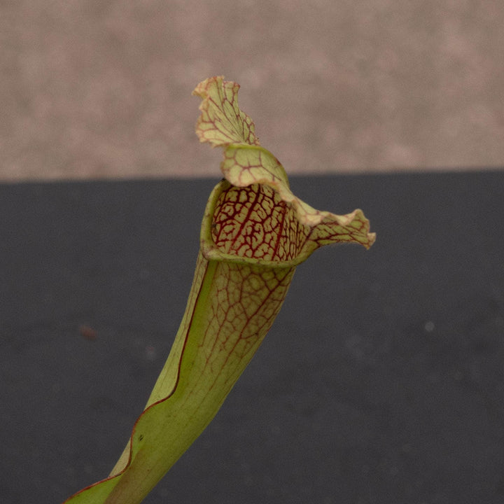 Gabriella Plants Carnivorous 3" Carnivorous Sarracenia 'Velvet'