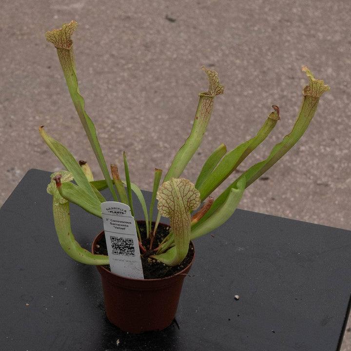 Gabriella Plants Carnivorous 3" Carnivorous Sarracenia 'Velvet'