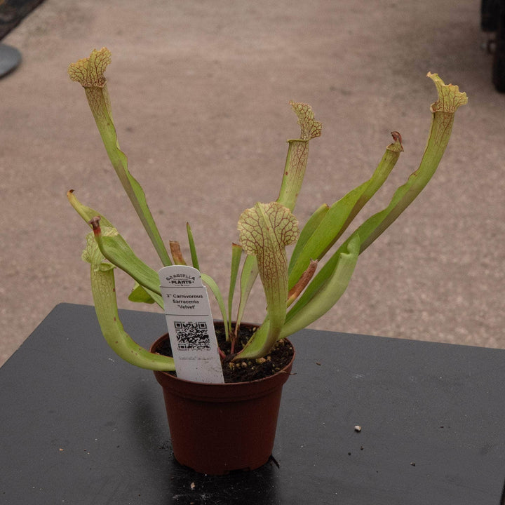 Gabriella Plants Carnivorous 3" Carnivorous Sarracenia 'Velvet'