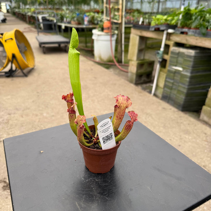 Gabriella Plants Carnivorous 3" Carnivorous Sarracenia 'Velvet'