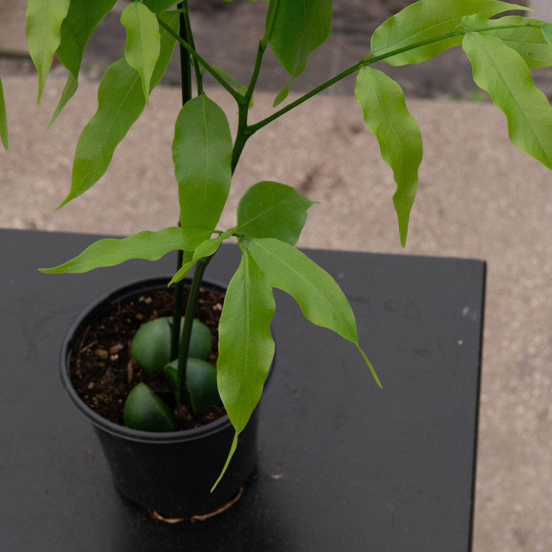 black bean tree indoor plant Castanospermum australe 'Lucky Bean'