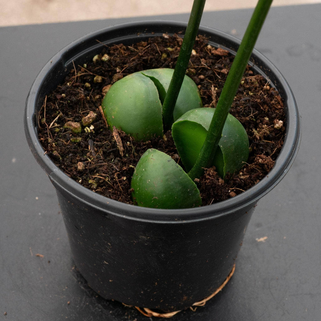 lucky bean plant indoors Castanospermum australe 'Lucky Bean'