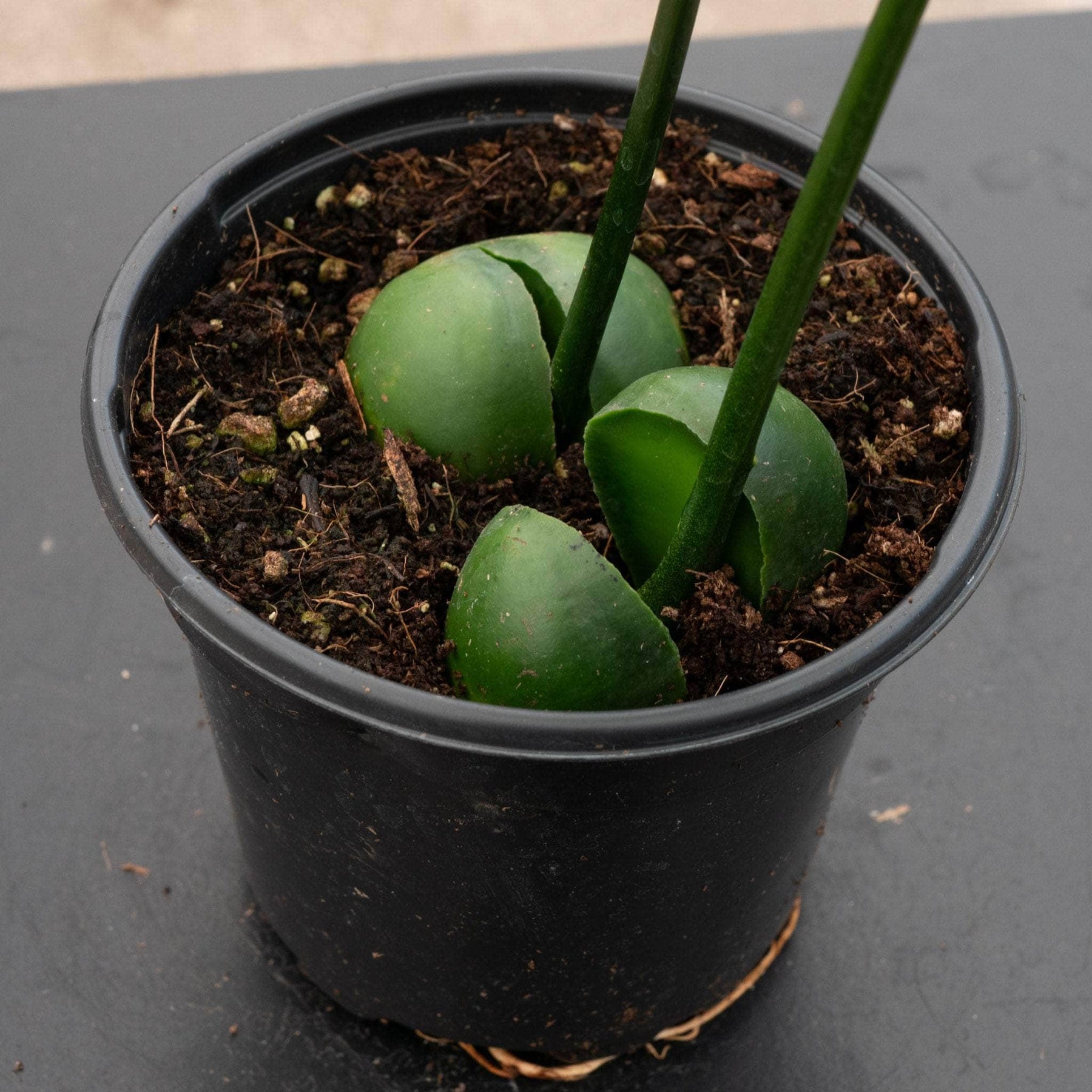 lucky bean bonsai tree Castanospermum australe 'Lucky Bean'