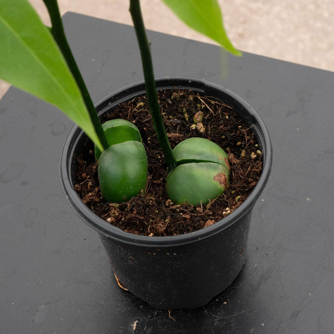 green bean house plant Castanospermum australe 'Lucky Bean'