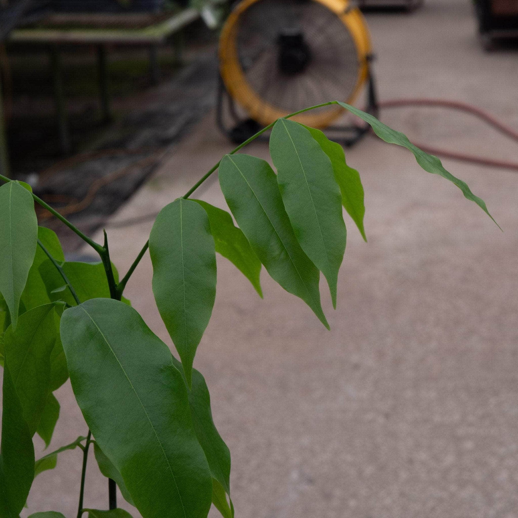 castanospermum australe indoor plant Castanospermum australe 'Lucky Bean'