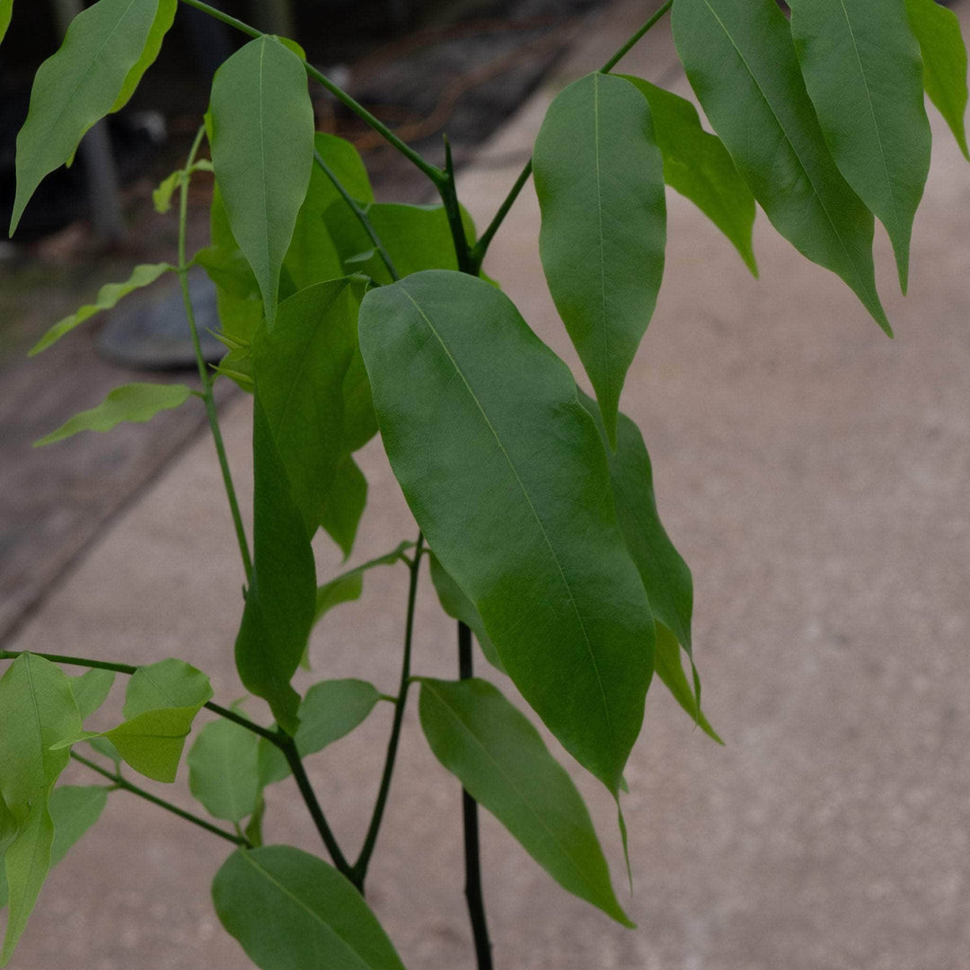 lucky bean plant indoor care Castanospermum australe 'Lucky Bean'