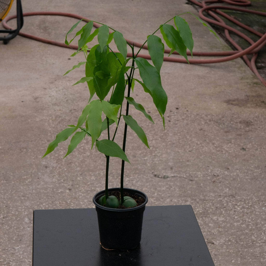 Magic Bean Tree Castanospermum australe 'Lucky Bean' - Gabriella Plants