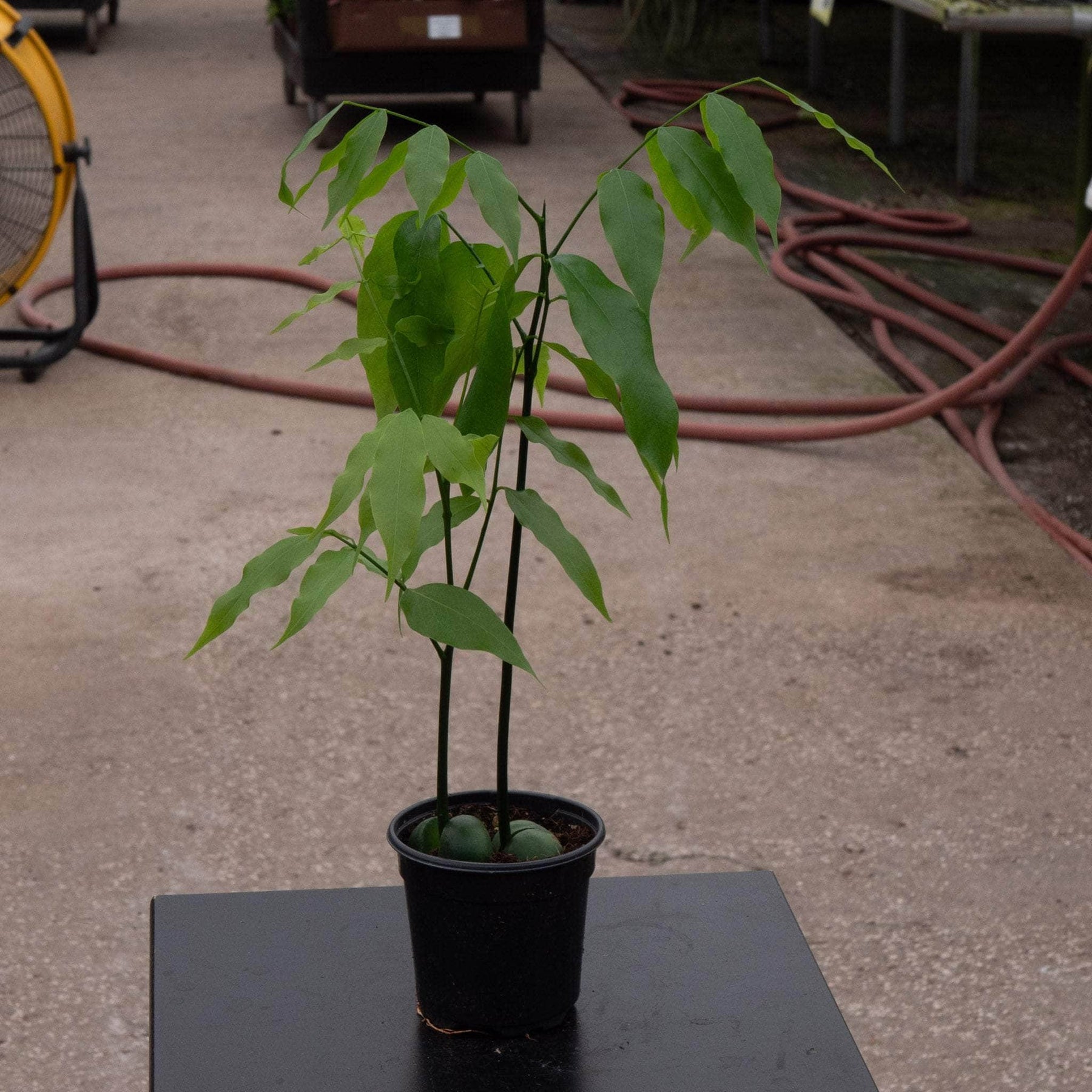 black bean tree indoor plant Castanospermum australe 'Lucky Bean'