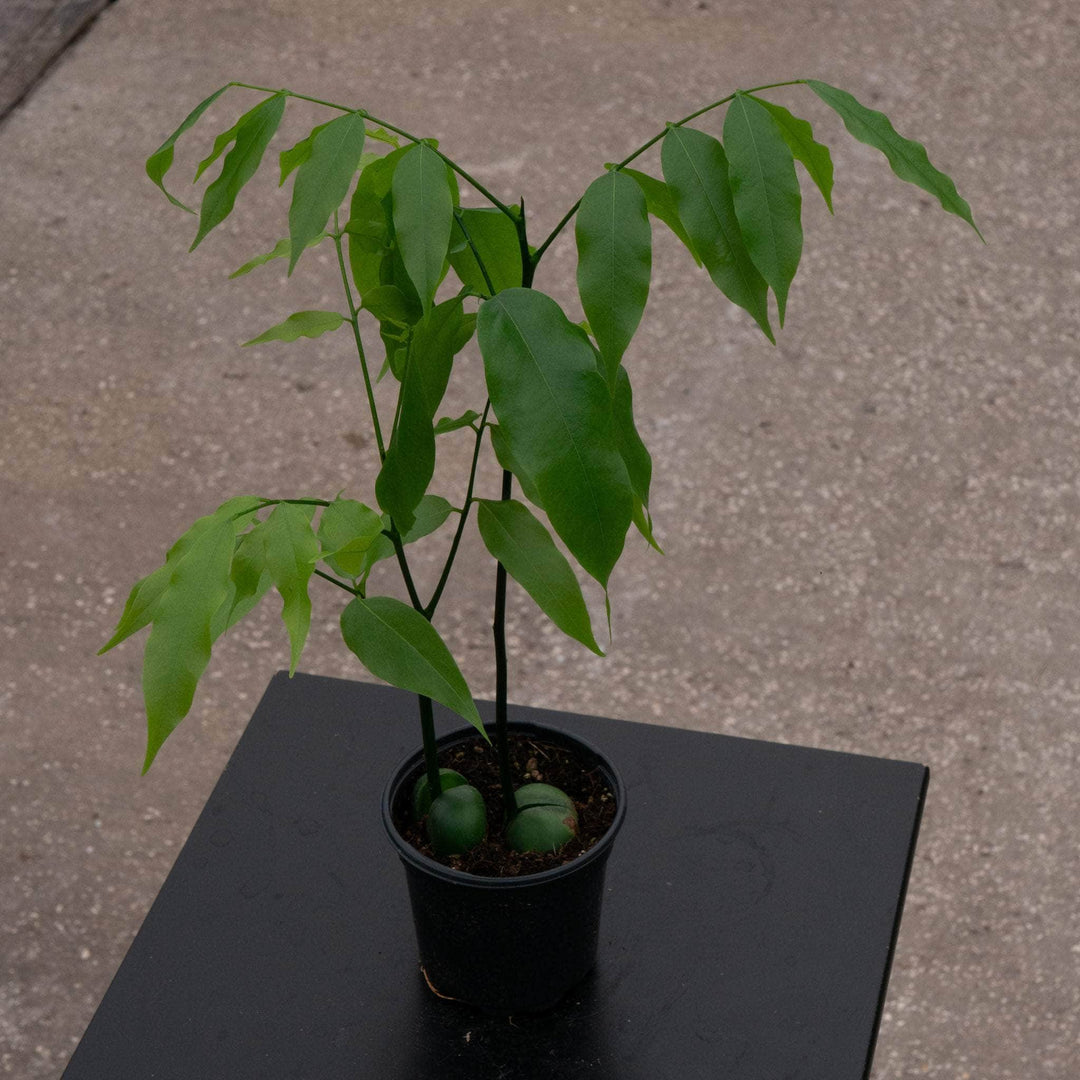 indoor bean plant Castanospermum australe 'Lucky Bean'