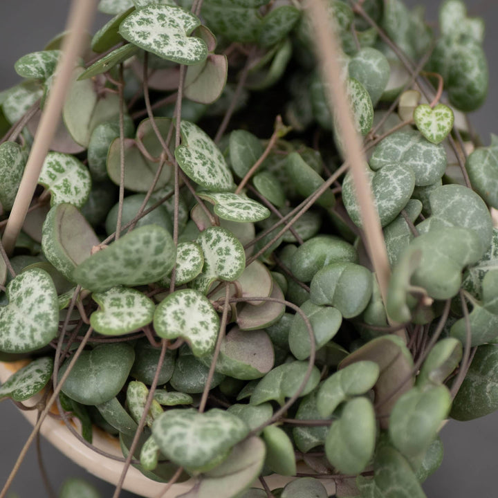 Gabriella Plants Succulent 4.5" Hanging Basket Ceropegia woodii "String of Hearts"