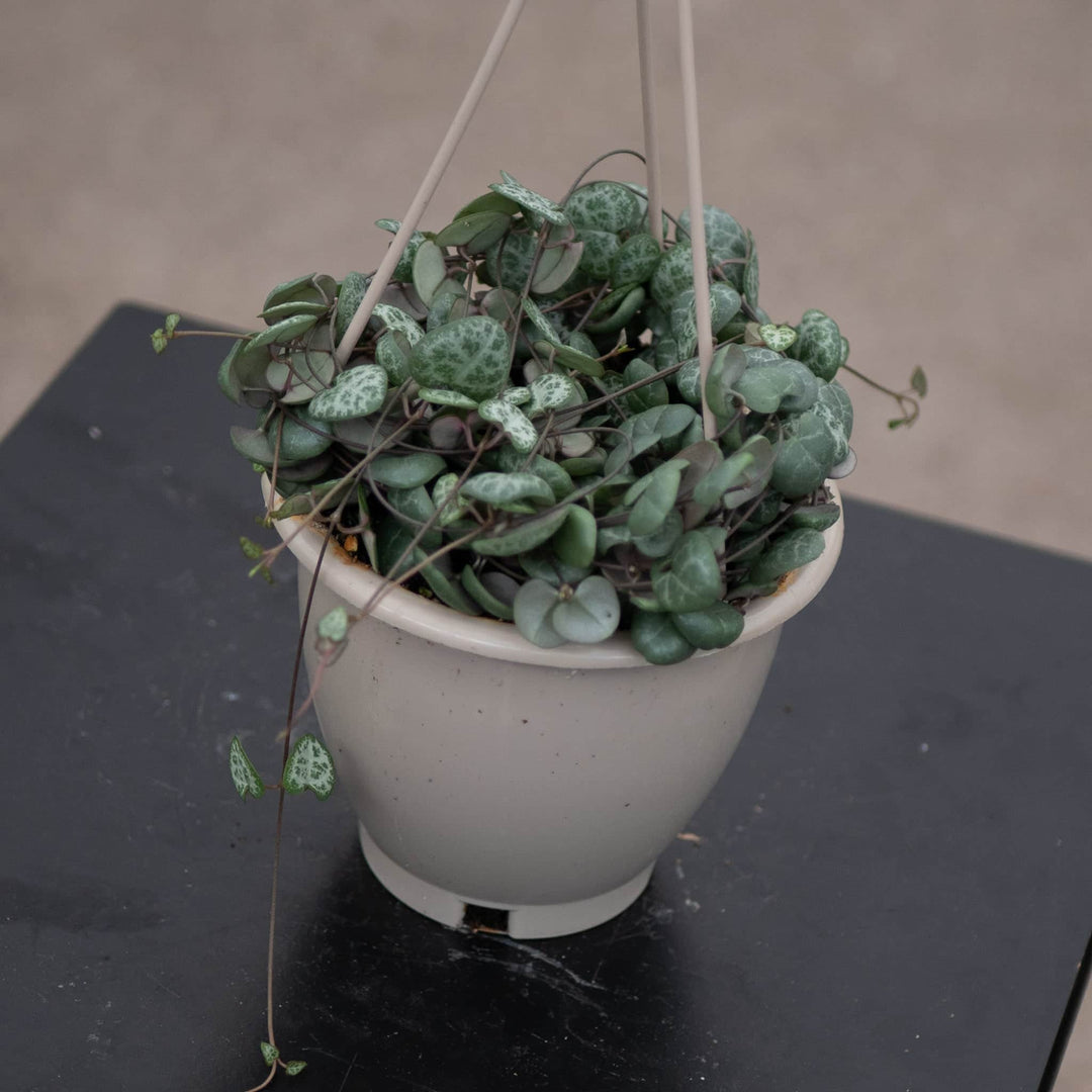 Gabriella Plants Succulent 4.5" Hanging Basket Ceropegia woodii "String of Hearts"