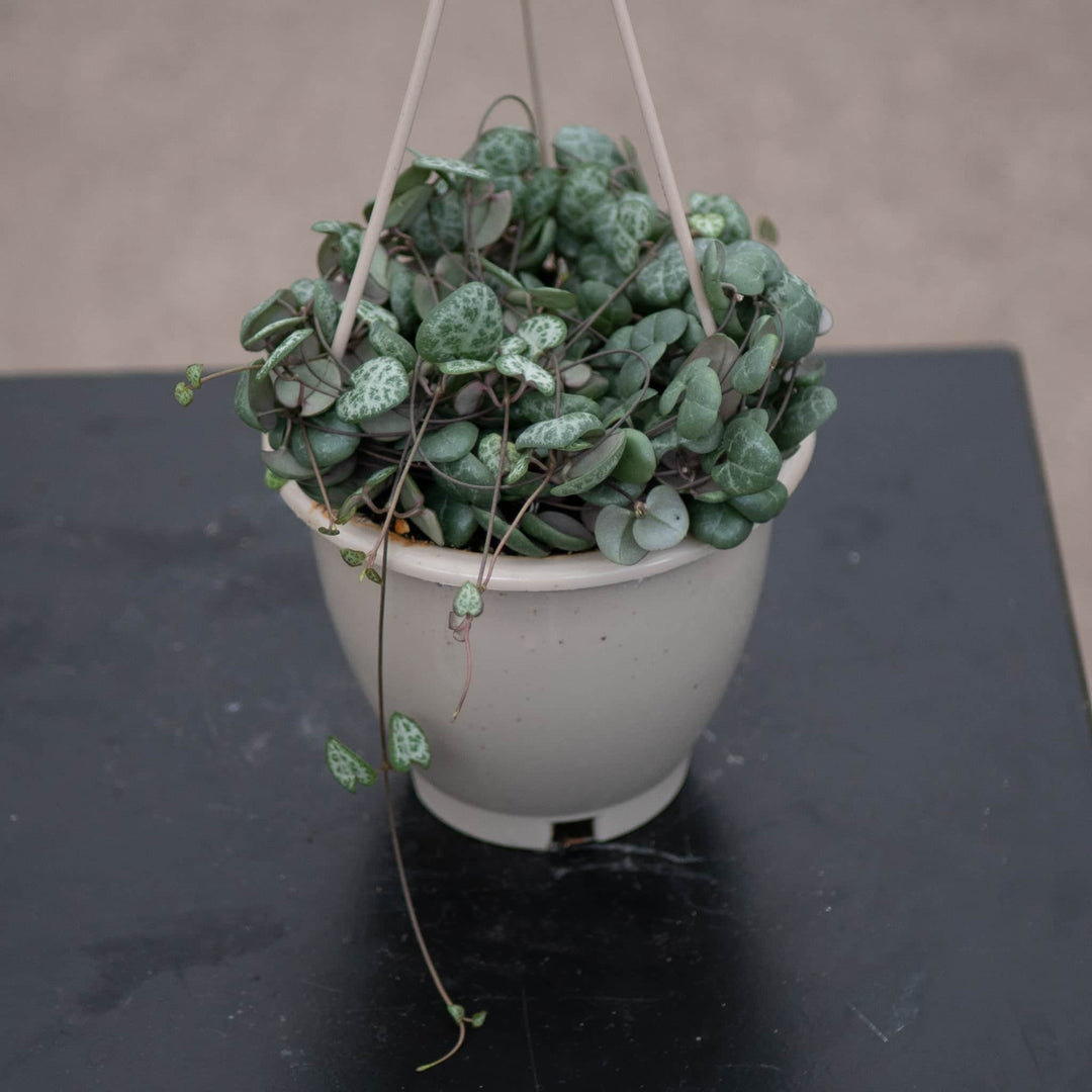 Gabriella Plants Succulent 4.5" Hanging Basket Ceropegia woodii "String of Hearts"