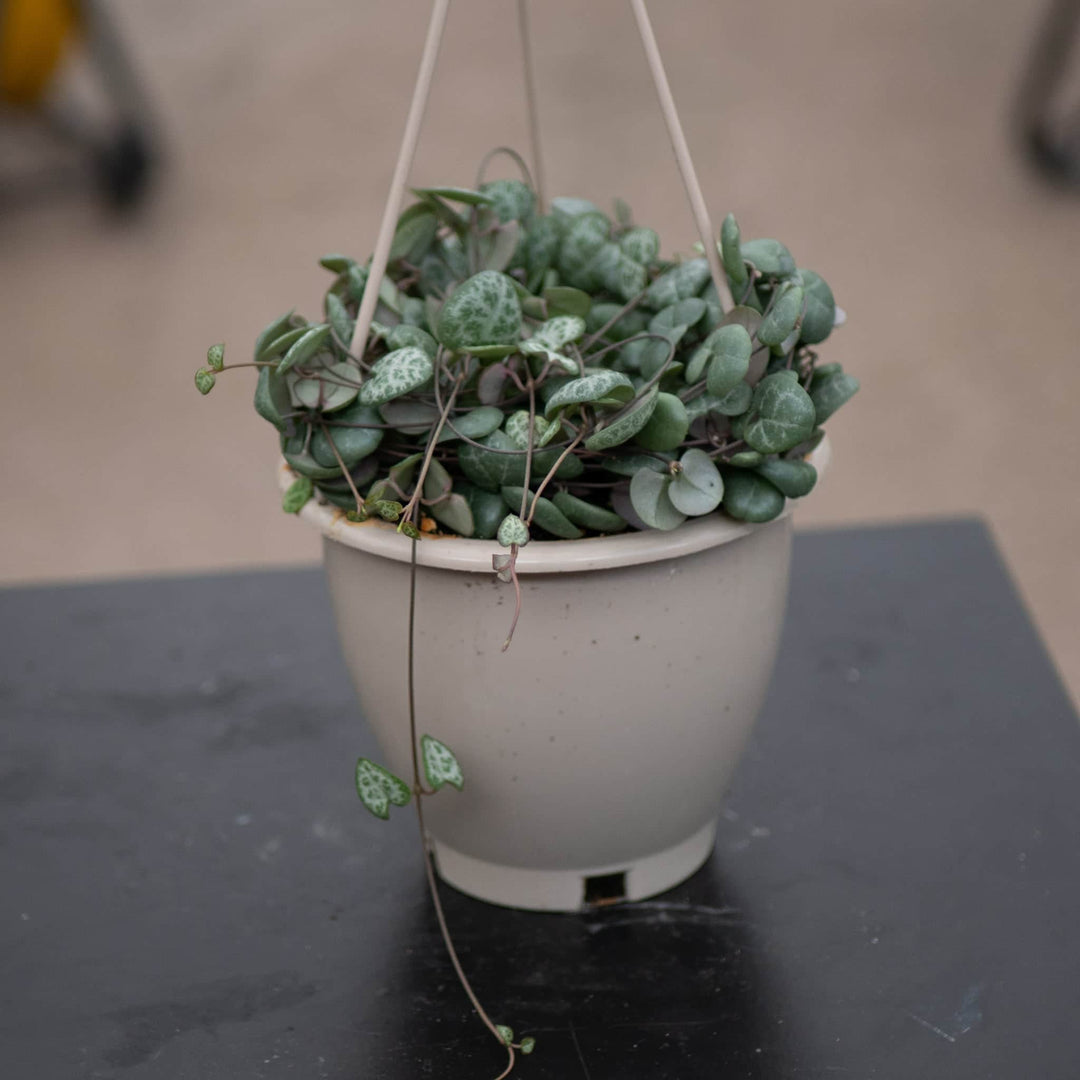 Gabriella Plants Succulent 4.5" Hanging Basket Ceropegia woodii "String of Hearts"