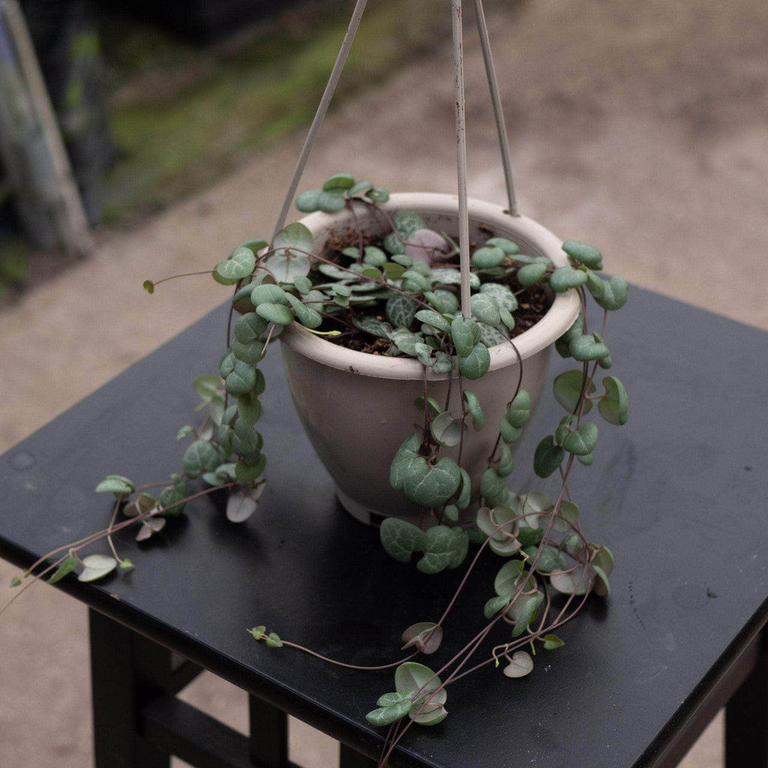 hanging hearts plant Ceropegia woodii "String of Hearts"