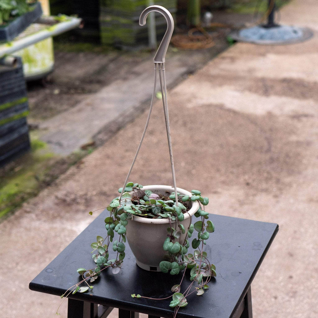 hanging basket plants bunnings Ceropegia woodii "String of Hearts"