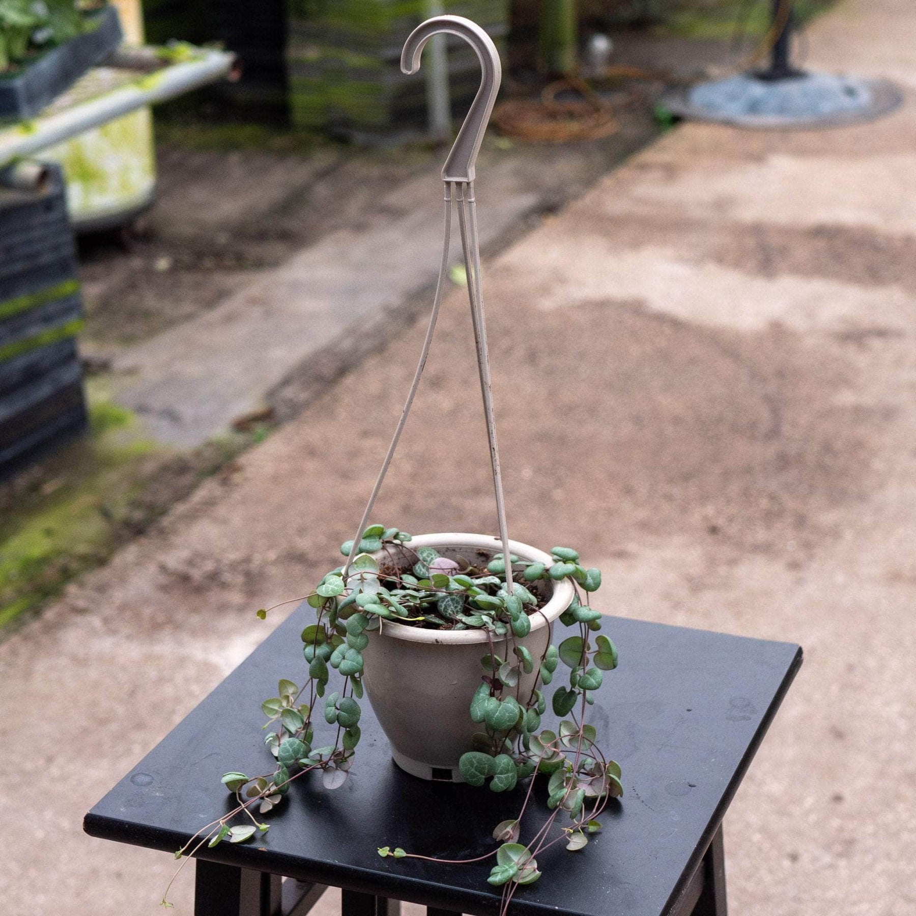 hanging plants bunnings Ceropegia woodii "String of Hearts"