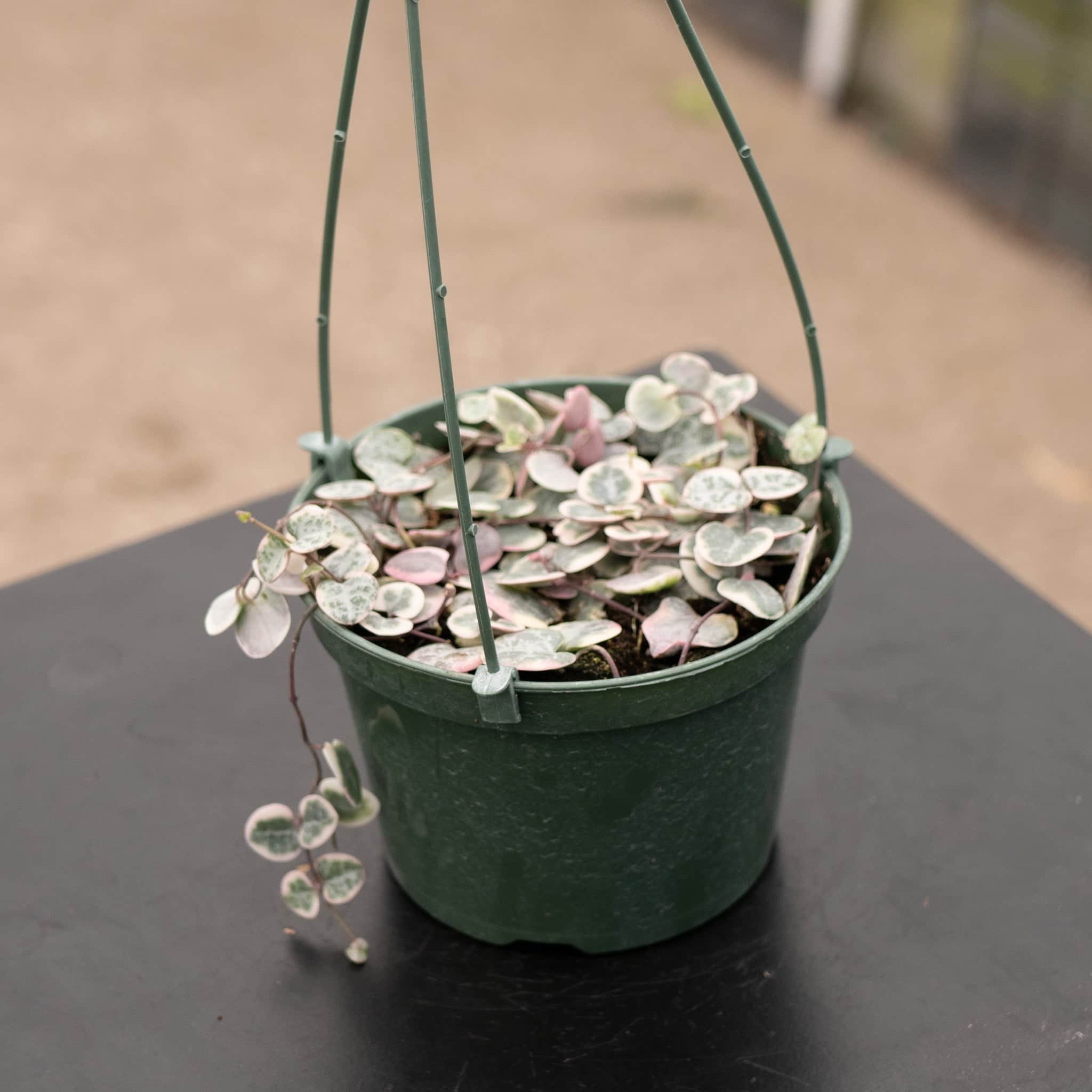 string of hearts hanging plant Ceropegia woodii 'Variegata' "String of Hearts"