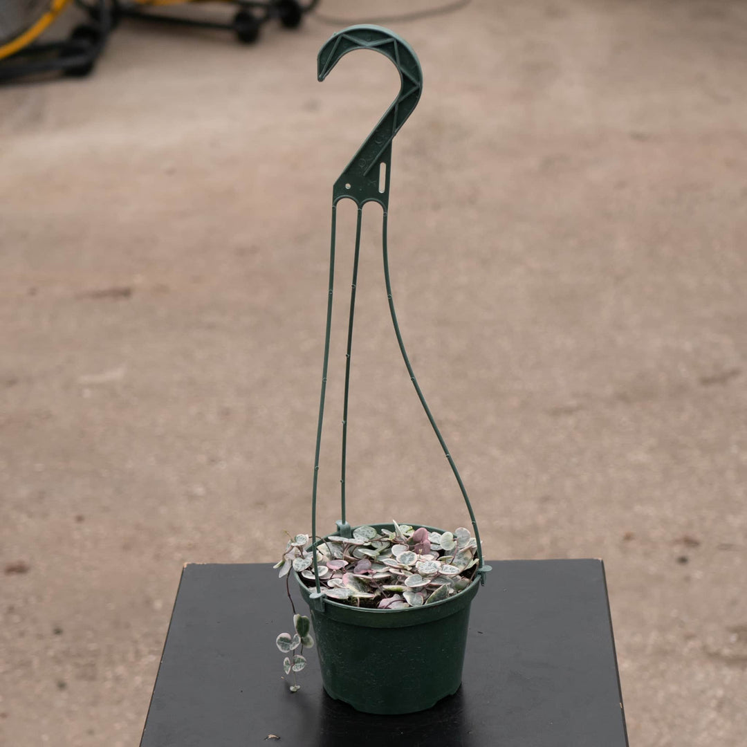 Gabriella Plants Succulent 4.5" Hanging Basket Ceropegia woodii 'Variegata' "String of Hearts"