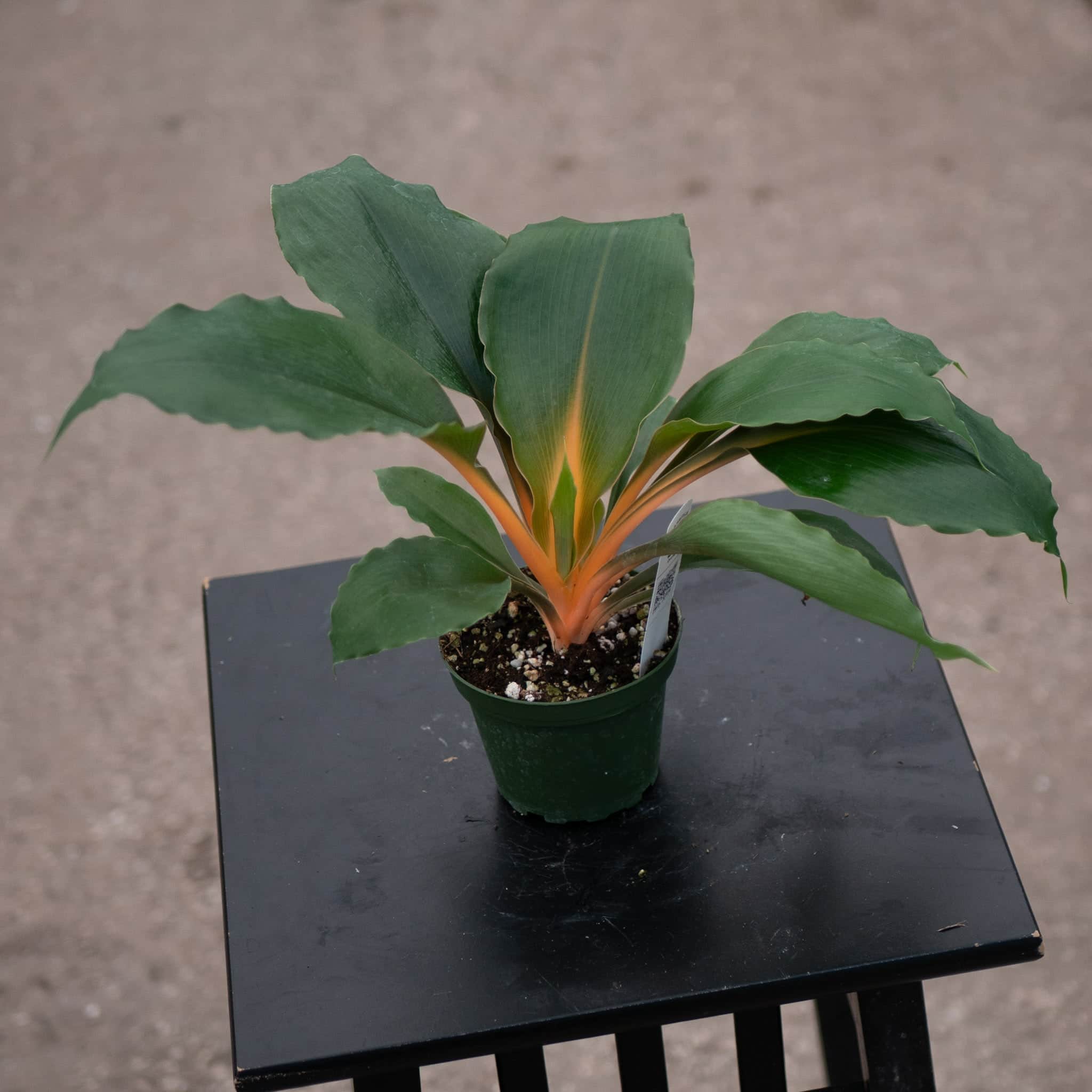 gabriella-plants-chlorophytum-