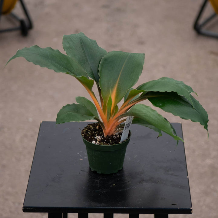 Gabriella Plants Other 4" Chlorophytum 'Fire Flash' 'Mandarin Orange'