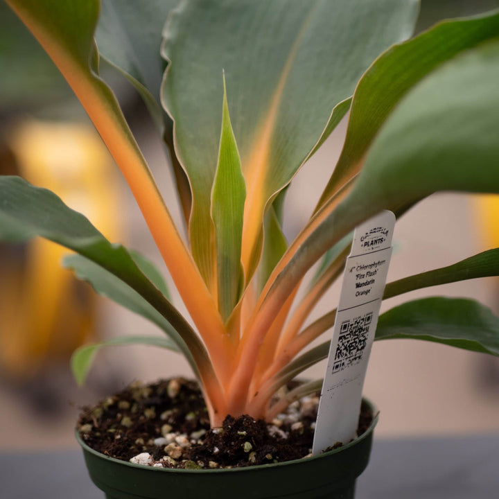 Gabriella Plants Other 4" Chlorophytum 'Fire Flash' 'Mandarin Orange'