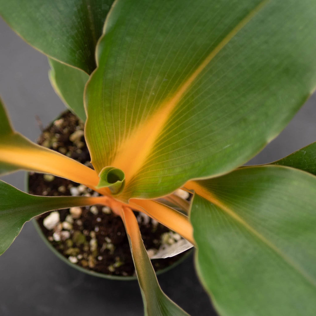 Gabriella Plants Other 4" Chlorophytum 'Fire Flash' 'Mandarin Orange'