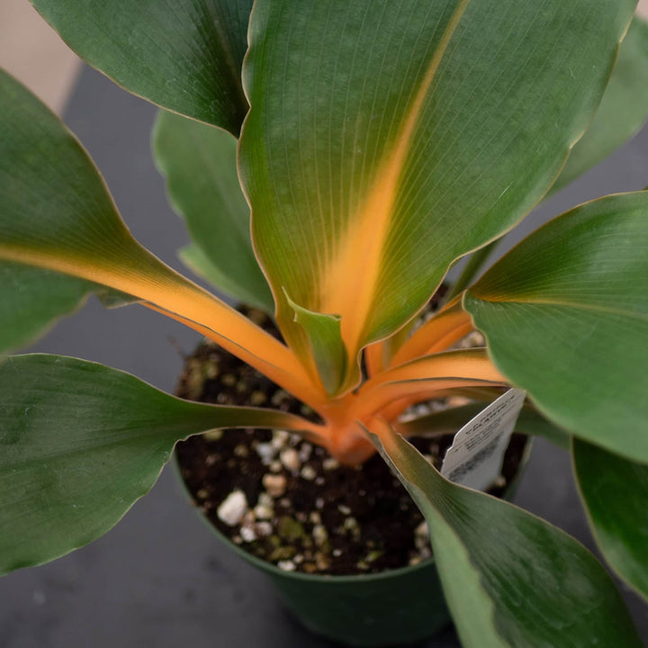 Gabriella Plants Other 4" Chlorophytum 'Fire Flash' 'Mandarin Orange'