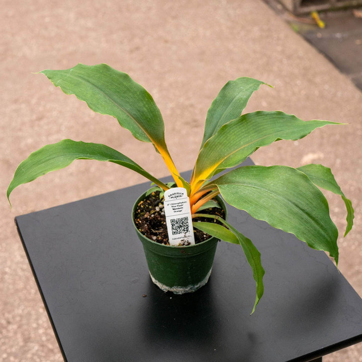 Gabriella Plants Other 4" Chlorophytum 'Fire Flash' 'Mandarin Orange'