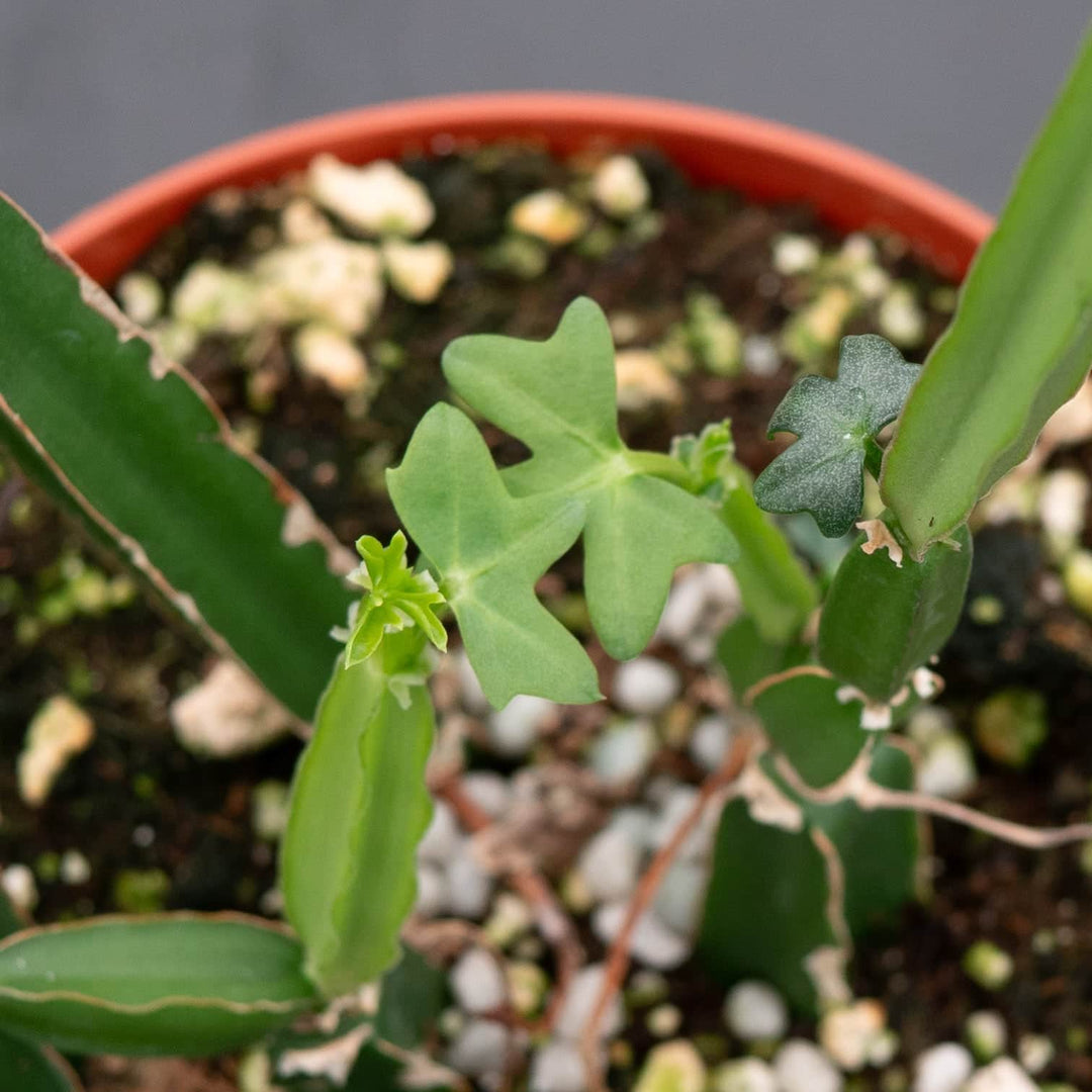 Gabriella Plants Other 4" Cissus quadrangularis