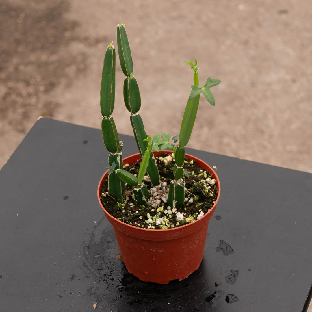 Gabriella Plants Other 4" Cissus quadrangularis