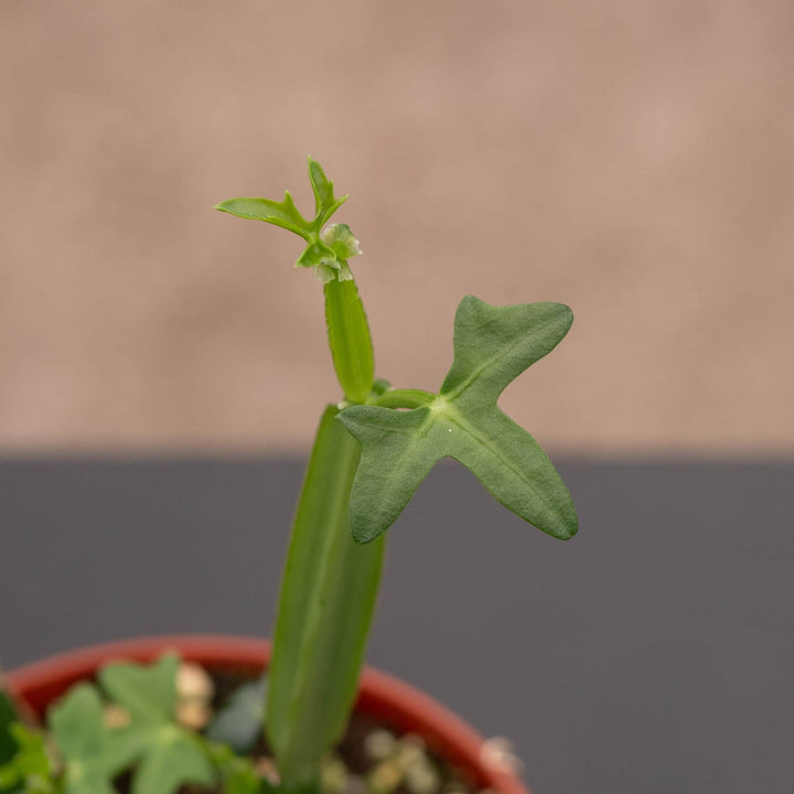 Gabriella Plants Other 4" Cissus quadrangularis
