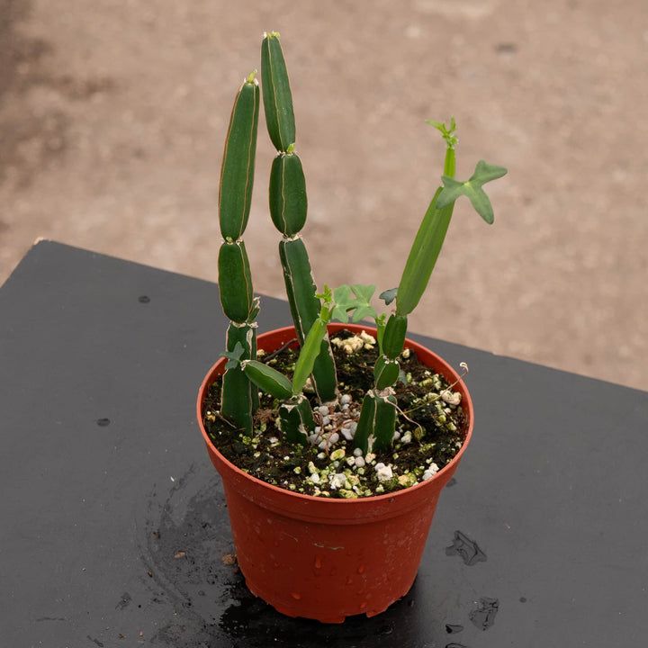 Gabriella Plants Other 4" Cissus quadrangularis