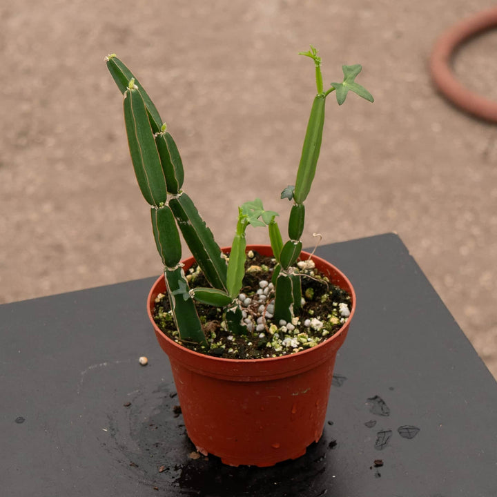 Gabriella Plants Other 4" Cissus quadrangularis