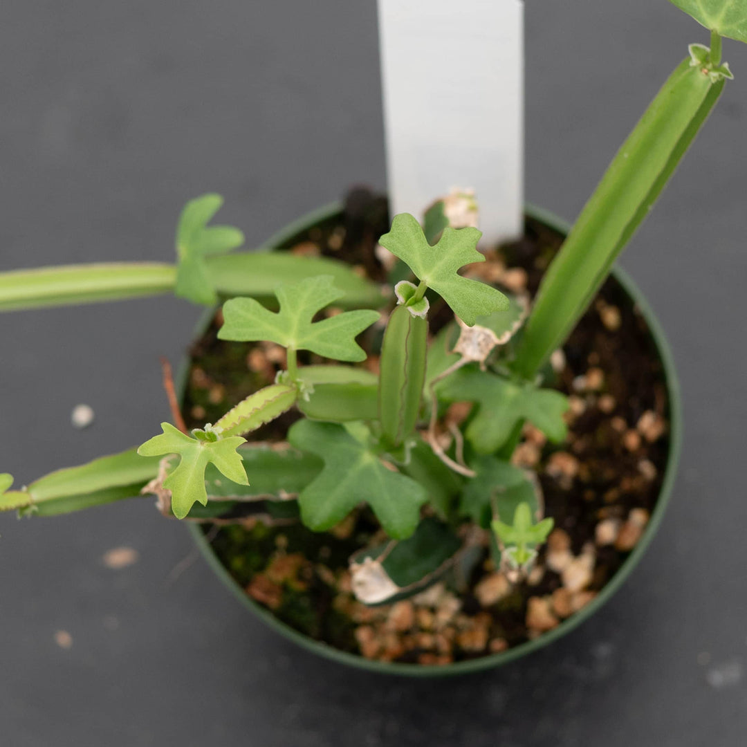 Gabriella Plants Other 4" Cissus quadrangularis