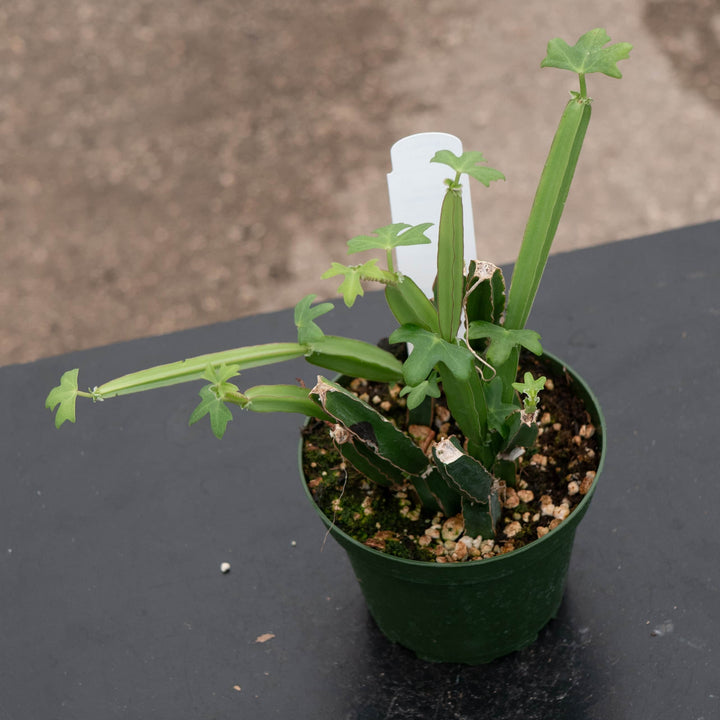 Gabriella Plants Other 4" Cissus quadrangularis