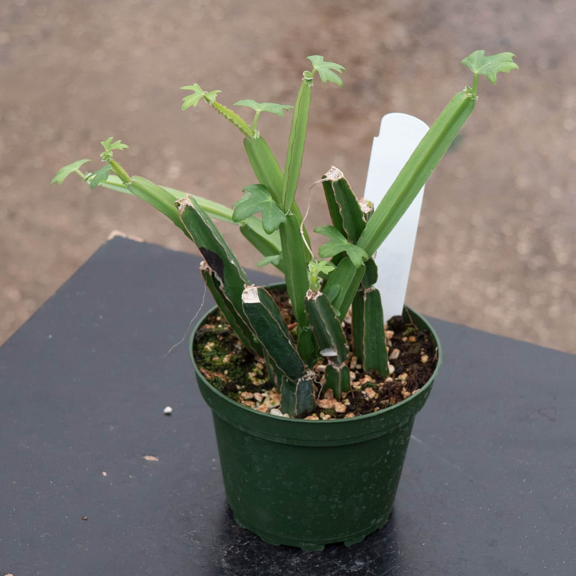 Cissus quadrangularis