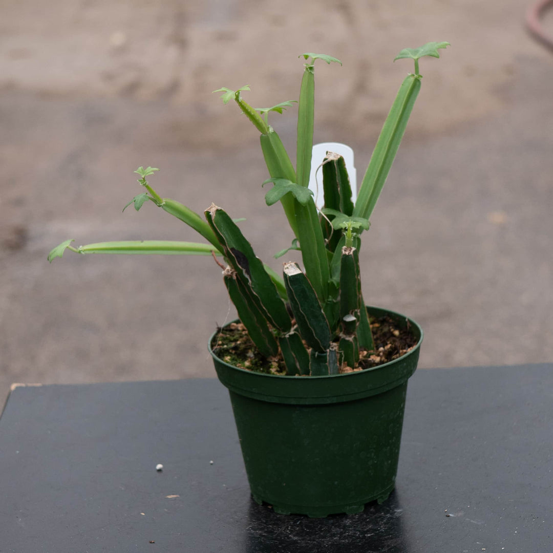 Gabriella Plants Other 4" Cissus quadrangularis
